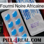 African Black Ant new15
